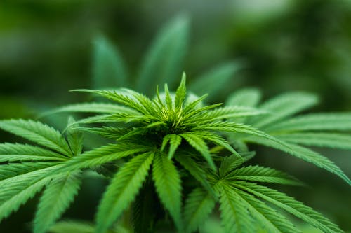 Different Methods of Consuming Medical Marijuana