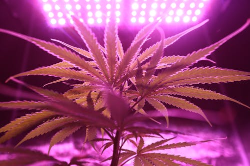 New Studies Suggest Marijuana Can Suppress Appetite: Is It Effective for Weight Loss?