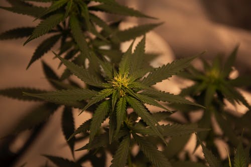 The Benefits of Using Cannabis Delivery Services
