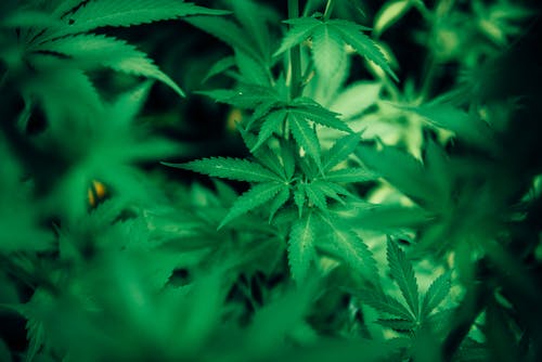 Health Advantages of Consuming Edible Cannabis